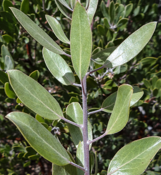 Arctostaphylos pungens