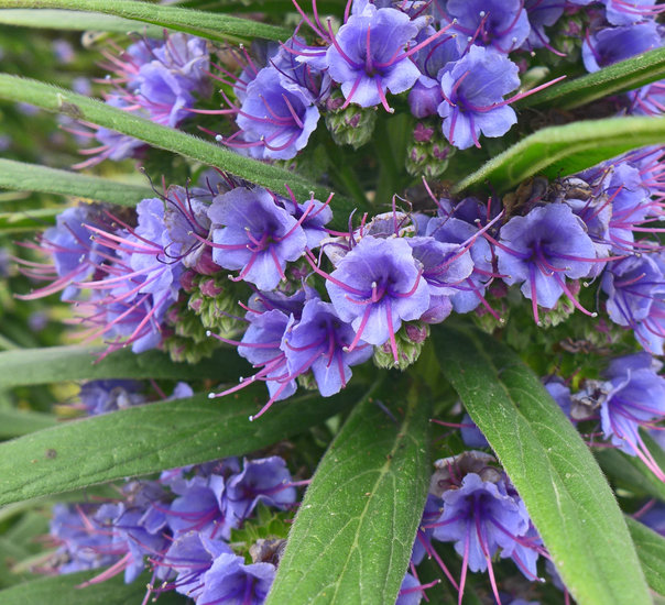 Echium pininana