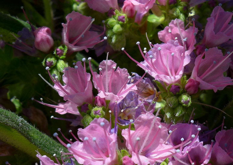 Echium pininana