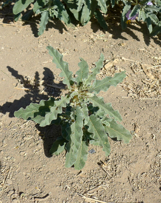 Solanum elaeagnifolium Solanum elaeagnifolium