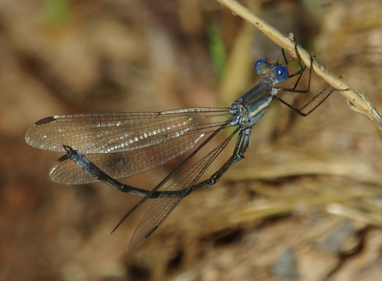 Archilestes grandis Archilestes grandis