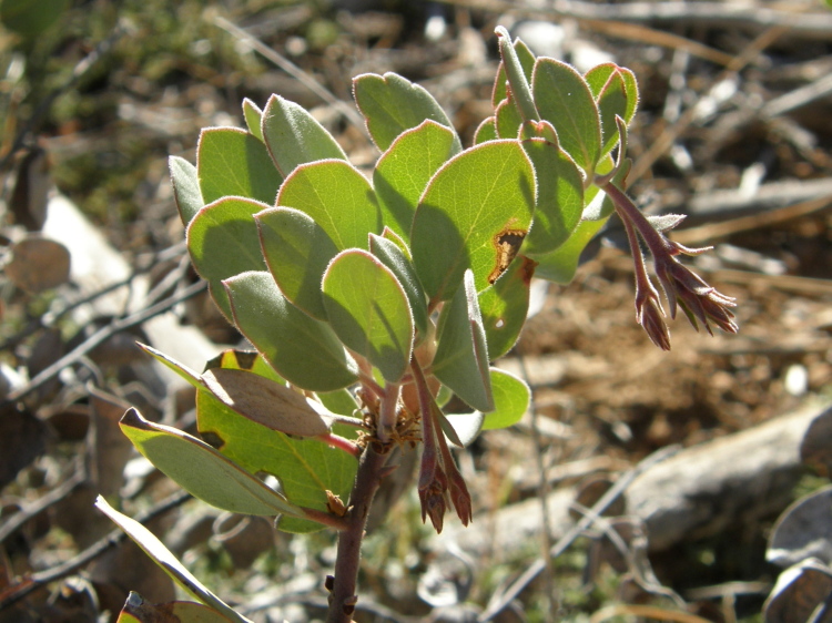 Arctostaphylos canescens ssp. canescens Arctostaphylos canescens ssp. canescens