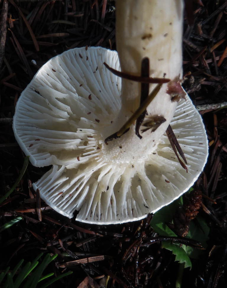 Melanoleuca lewisii