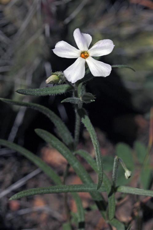 Phlox longifolia