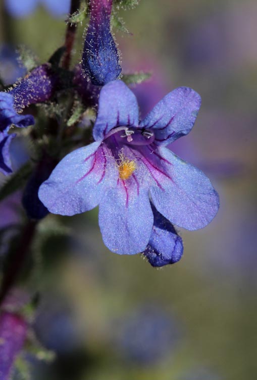 Penstemon eriantherus Penstemon eriantherus