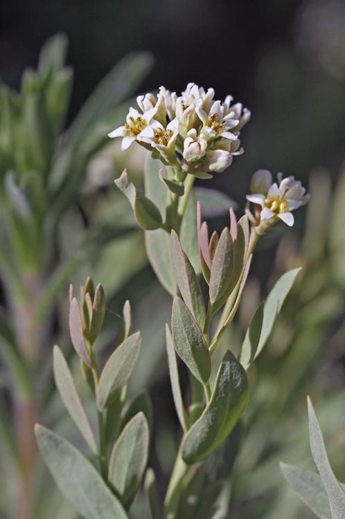 Comandra umbellata Comandra umbellata