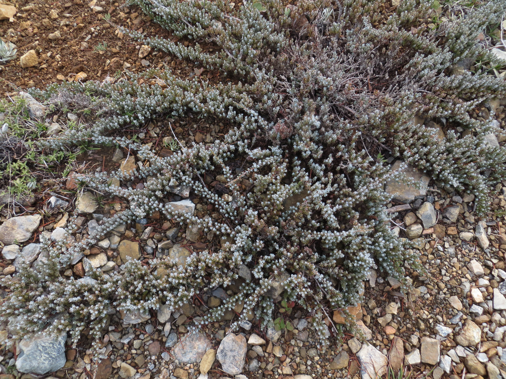 Juniperus communis var. saxatilis Juniperus communis var. saxatilis