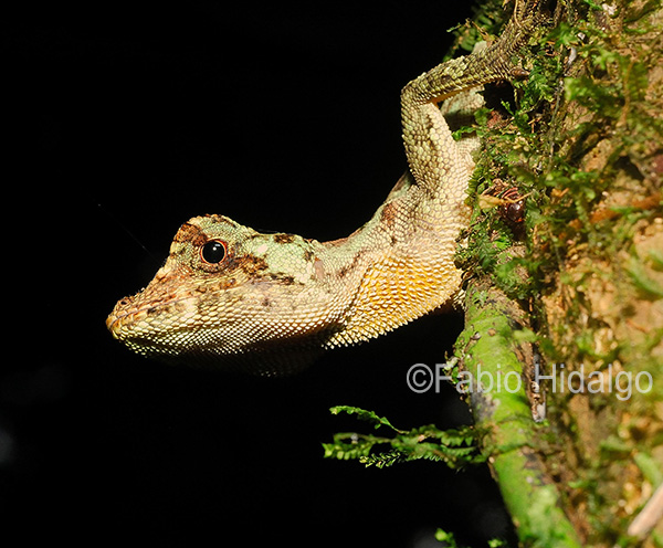 Anolis capito