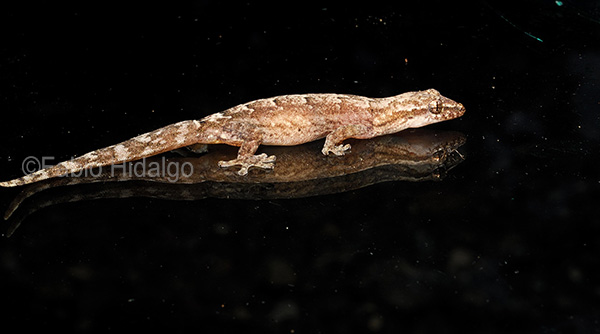 Lepidodactylus lugubris Lepidodactylus lugubris