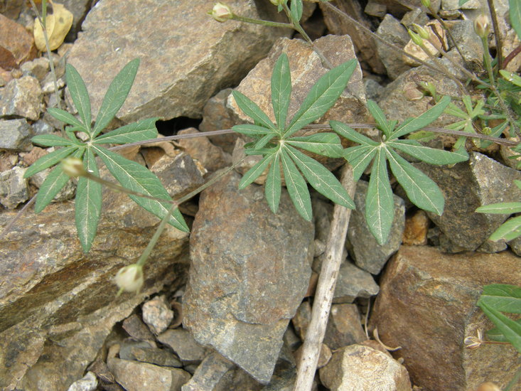 Ipomoea ternifolia var. leptotoma