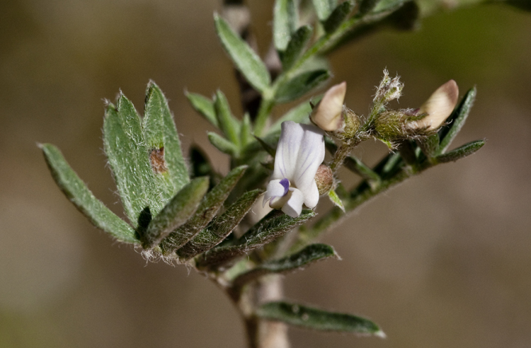 Astragalus humistratus var. crispulus