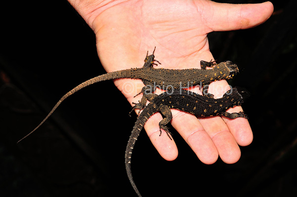 Lepidophyma flavimaculatum Lepidophyma flavimaculatum