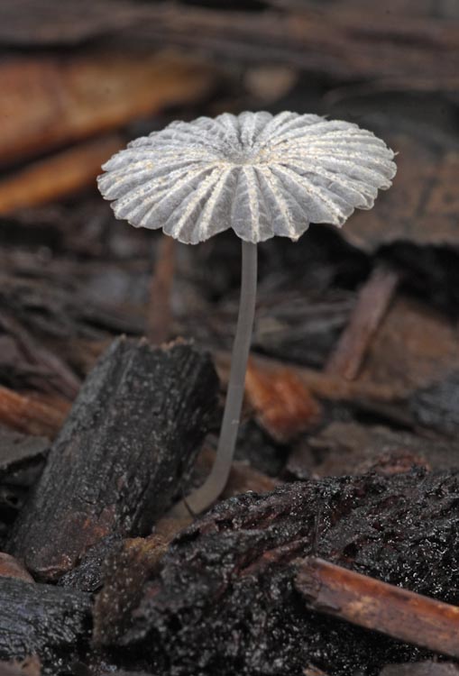 Parasola auricoma Parasola auricoma