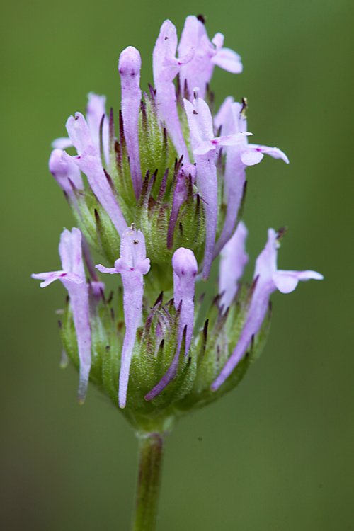 Plectritis ciliosa Plectritis ciliosa