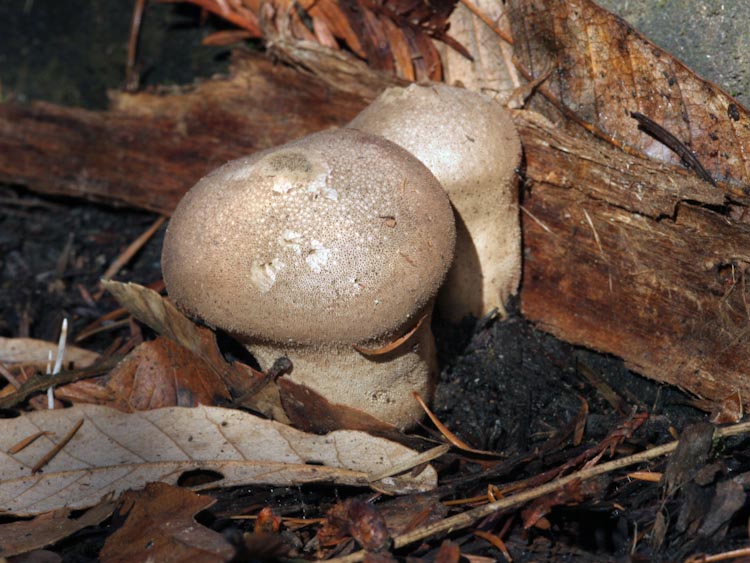 Lycoperdon pyriforme