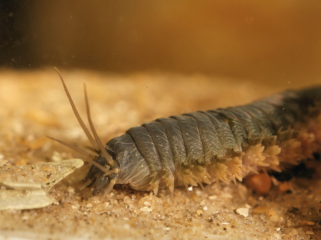 Alitta virens Alitta virens