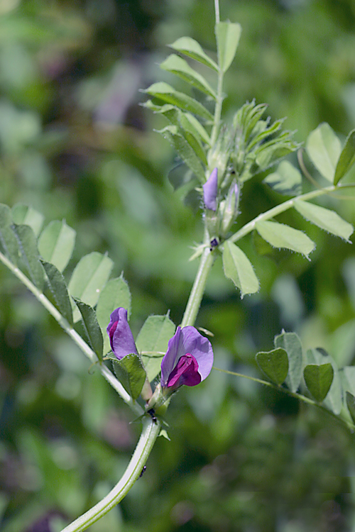 Vicia sativa Vicia sativa