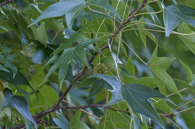 Liquidambar styraciflua