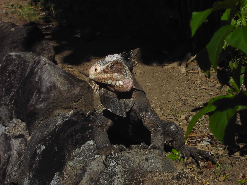 Iguana delicatissima Iguana delicatissima