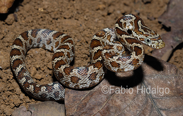 Senticolis triaspis Senticolis triaspis