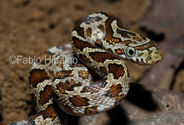 Senticolis triaspis Senticolis triaspis