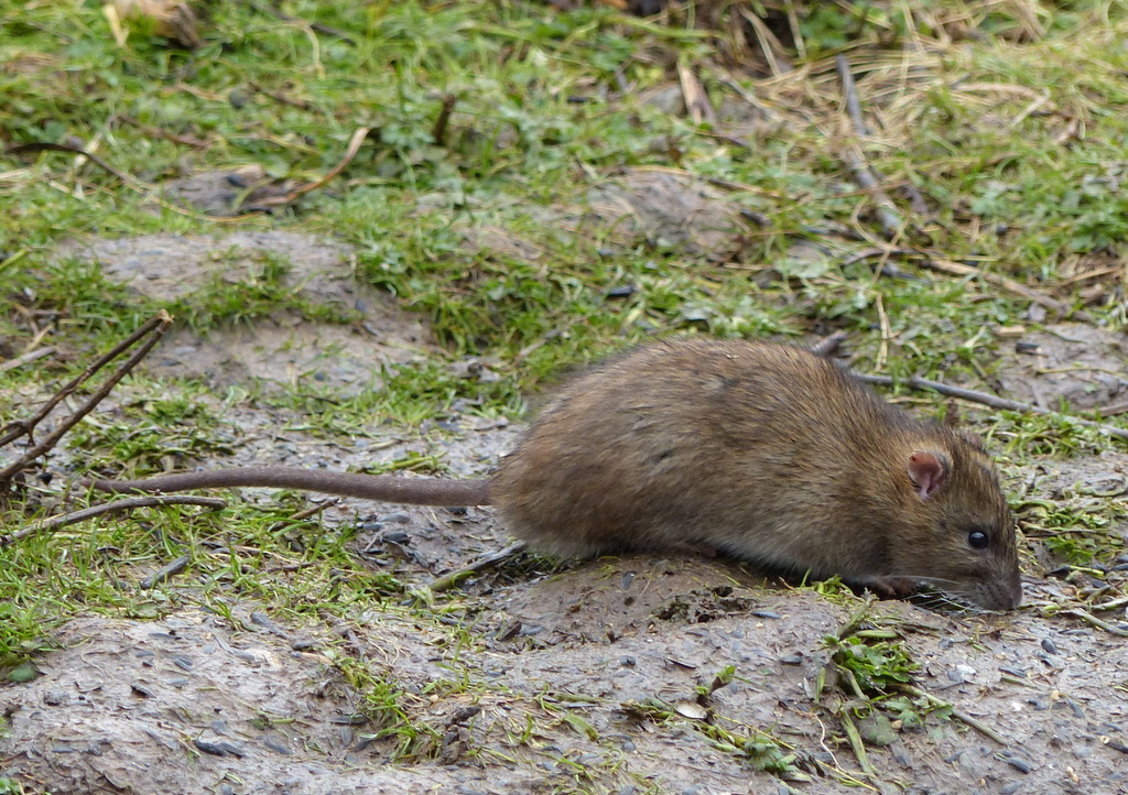 Обыкновенная серая крыса. Серая крыса Rattus norvegicus. Серая крыса (Rattus norvegicus berkenhout, 1769). Пасюк — Rattus norvegicus. Серая большая крыса Пасюк.