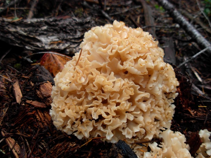 Sparassis crispa Sparassis crispa