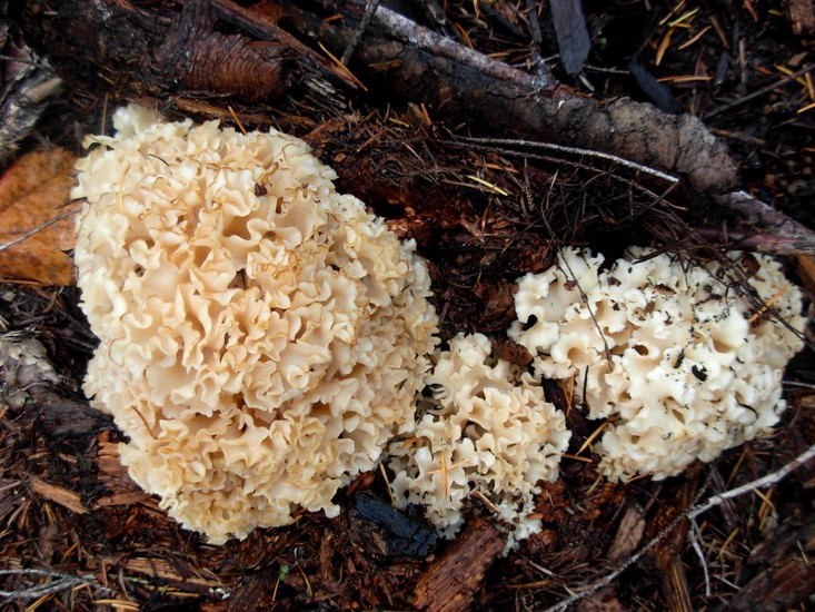 Sparassis crispa Sparassis crispa
