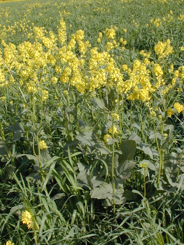 Sinapis arvensis