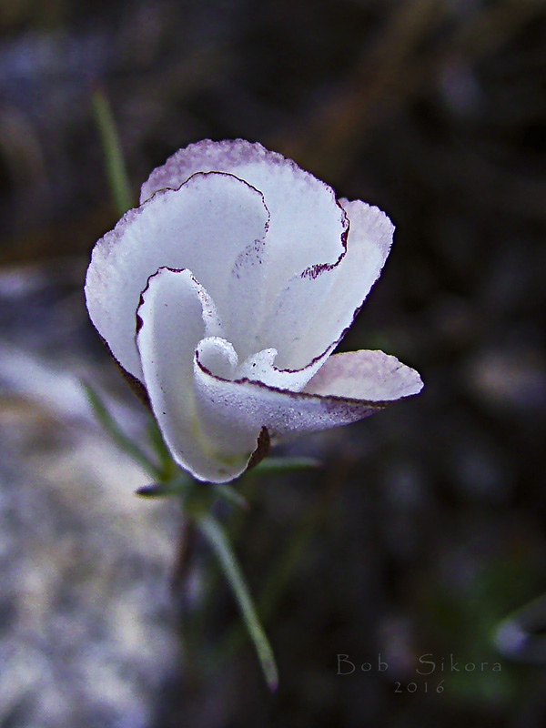 Linanthus dichotomus ssp. dichotomus