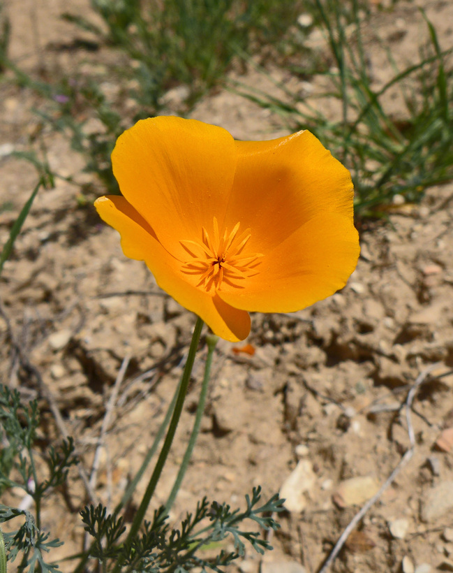 Eschscholzia lemmonii ssp. lemmonii