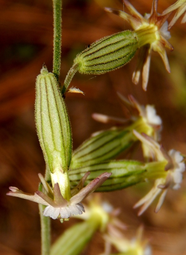Silene scouleri ssp. pringlei