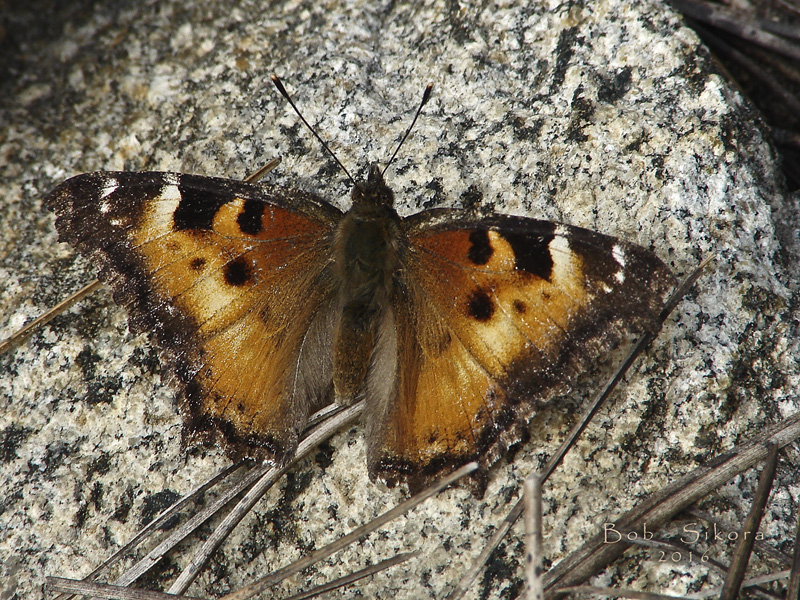 Nymphalis californica