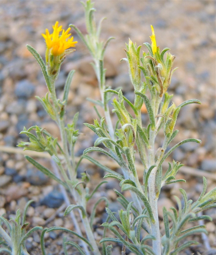 Ericameria parryi var. aspera