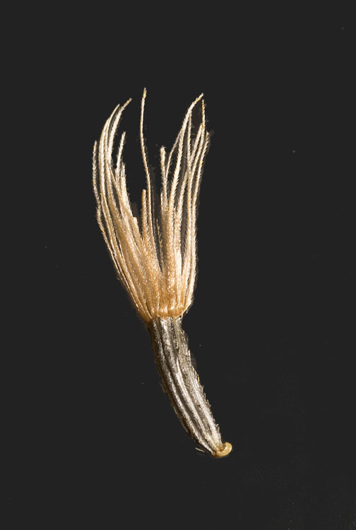 Clappia suaedifolia