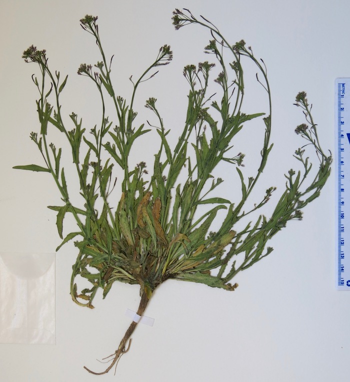 Transberingia bursifolia ssp. virgata Transberingia bursifolia ssp. virgata