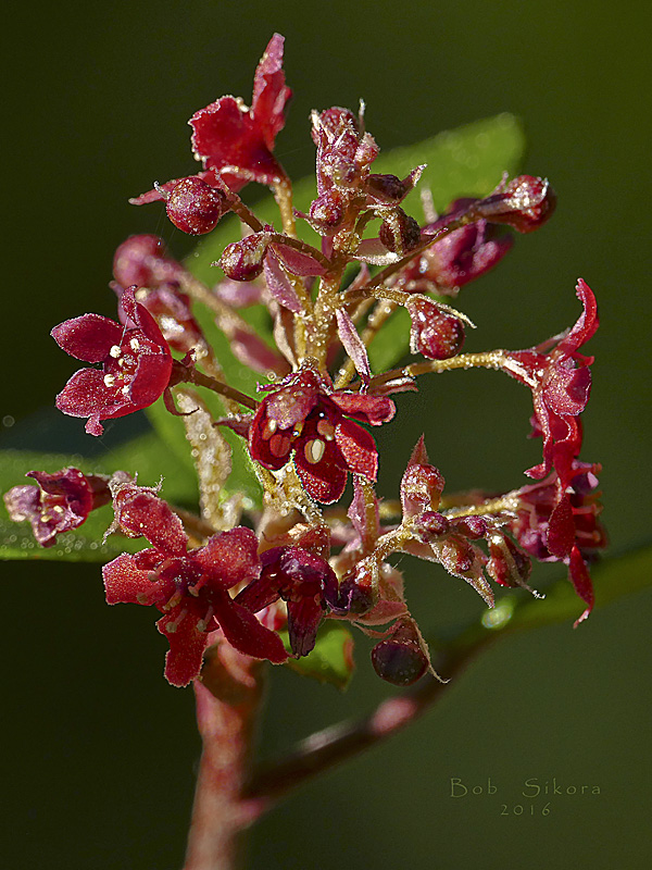 Ribes viburnifolium Ribes viburnifolium