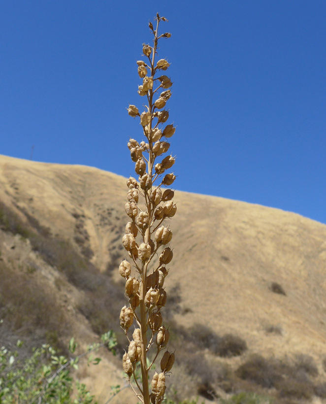 Delphinium californicum ssp. interius Delphinium californicum ssp. interius