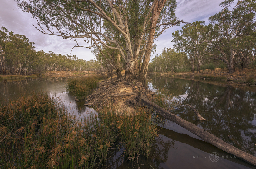 Eucalypt woodland and riparian zone in Australia