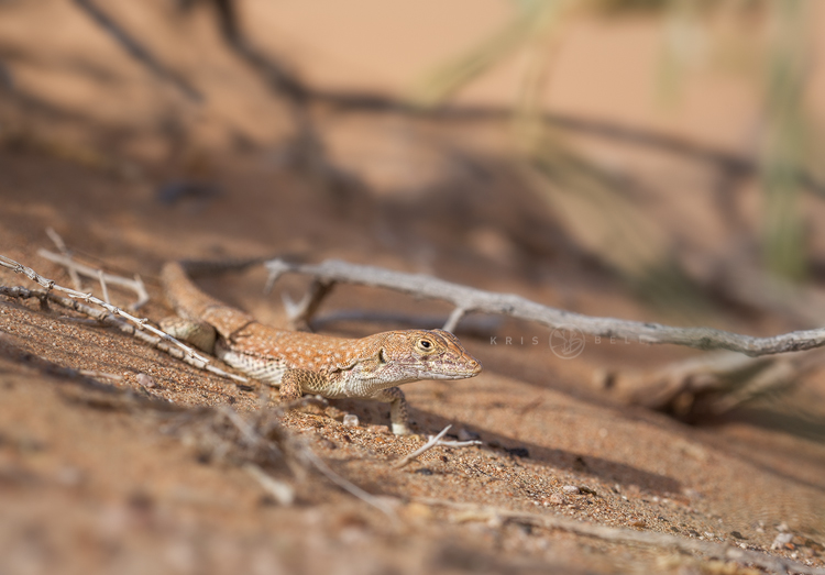 Acanthodactylus schmidti