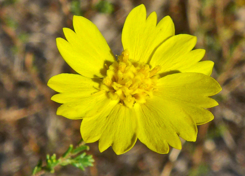 Holocarpha obconica Holocarpha obconica
