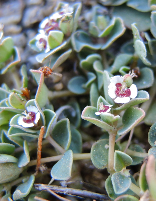 Chamaesyce albomarginata