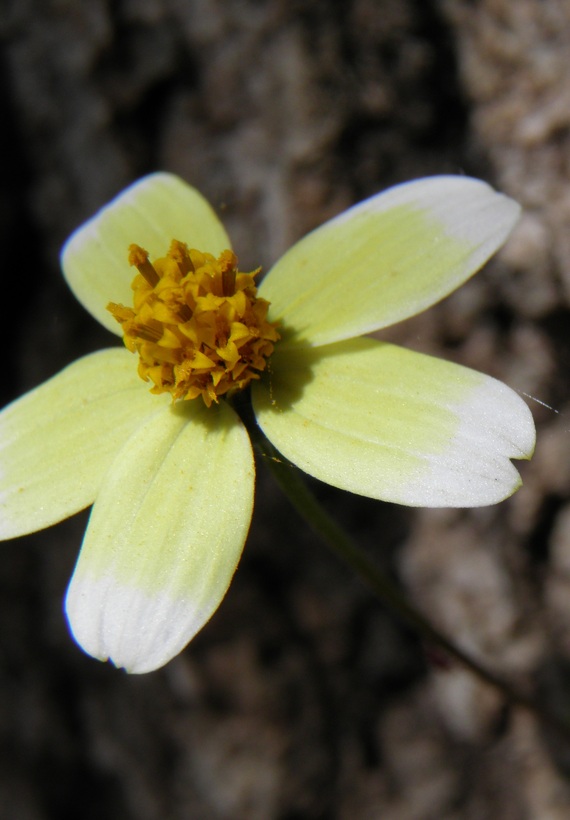 Bidens pilosa