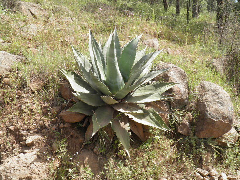 Agave shrevei ssp. shrevei