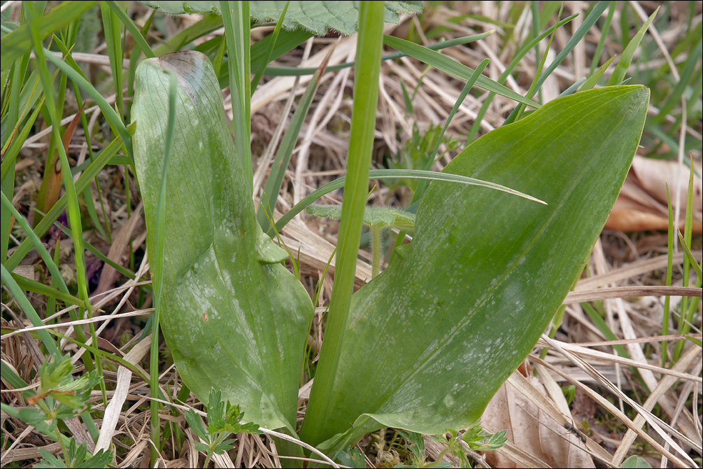 Platanthera bifolia ssp. bifolia