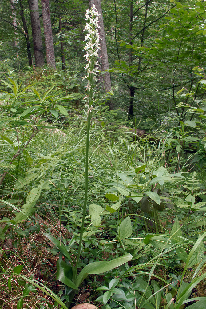 Platanthera bifolia ssp. bifolia