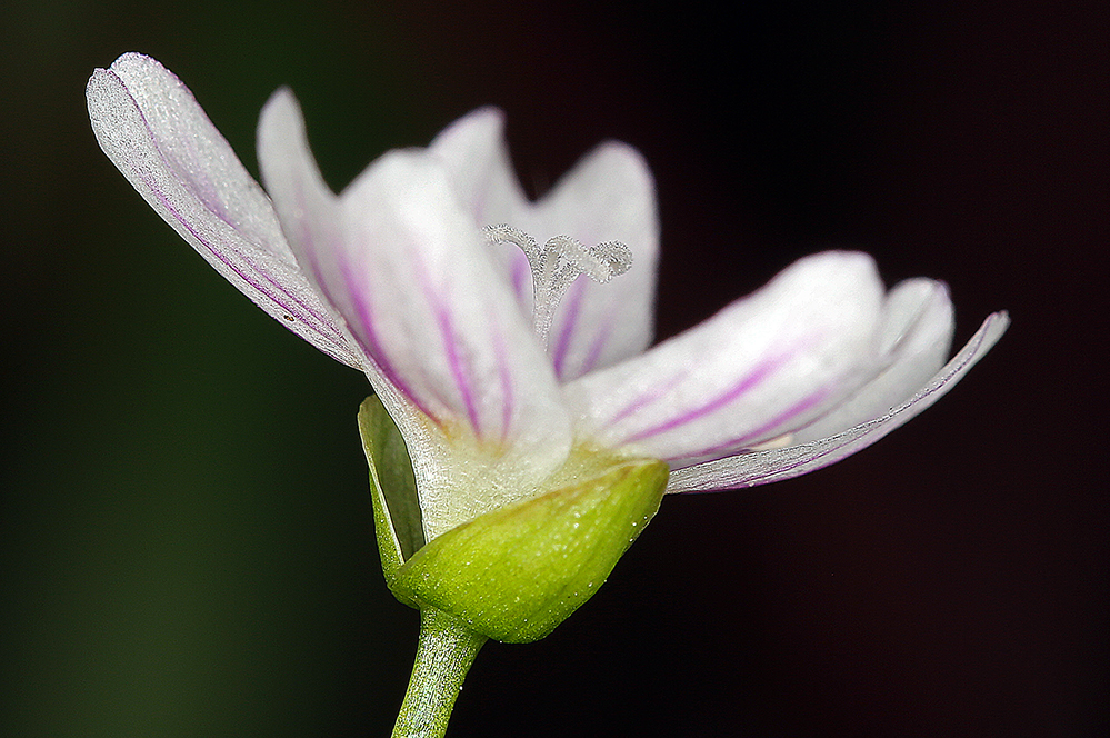 Claytonia sibirica