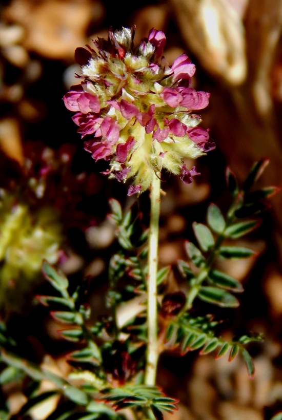 Dalea foliolosa Dalea foliolosa