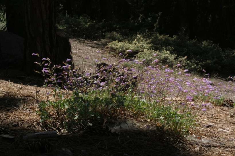 Penstemon caesius