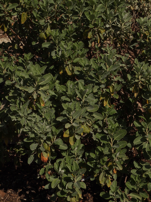 Eriogonum microtheca var. laxiflorum Eriogonum microtheca var. laxiflorum